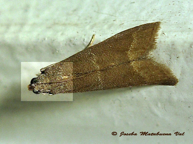 A determinare 3 -  Eccopisa effractella (Pyralidae)